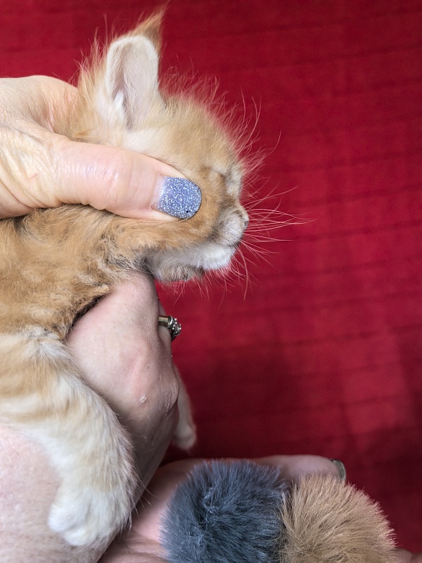 Happy  Bee Akbars - Kitten maine-coon 3.5 weeks