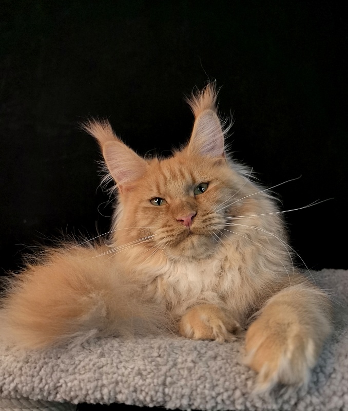 Happy  Bee Akbars - Junior maine-coon 7 months