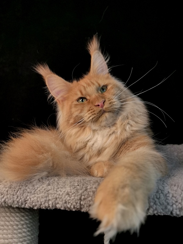 Happy  Bee Akbars - Junior maine-coon 7 months
