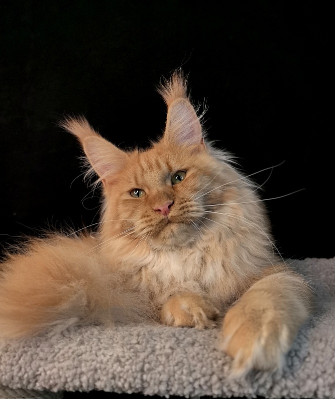 Happy  Bee Akbars - Junior maine-coon 7 months