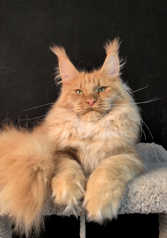 Happy  Bee Akbars - Junior maine-coon 7 months