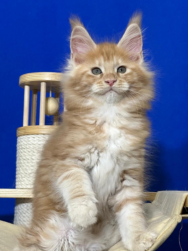 Happy  Bee Akbars - Kitten maine-coon 1 month 4 weeks