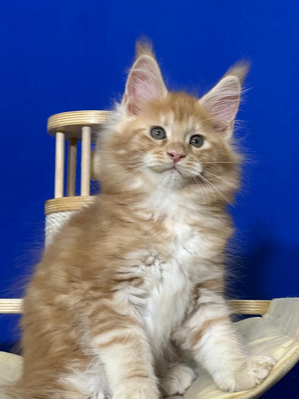 Happy  Bee Akbars - Kitten maine-coon 1 month 4 weeks