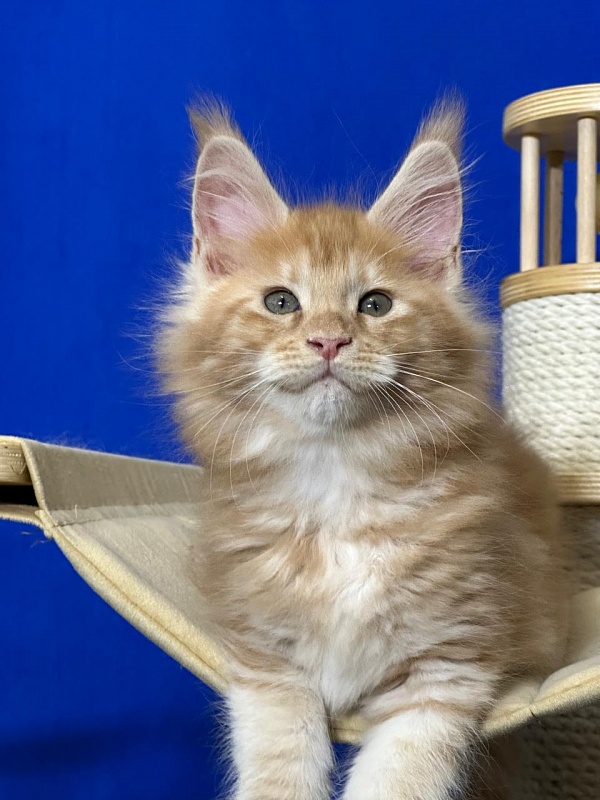 Happy  Bee Akbars - Kitten maine-coon 1 month 4 weeks