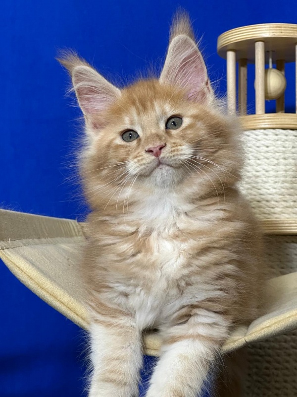 Happy  Bee Akbars - Kitten maine-coon 1 month 4 weeks