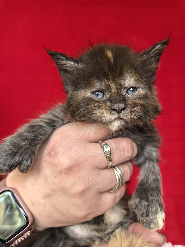 Honora  Akbars (polydactyl) 66/65 - Kitten maine-coon 3.5 weeks