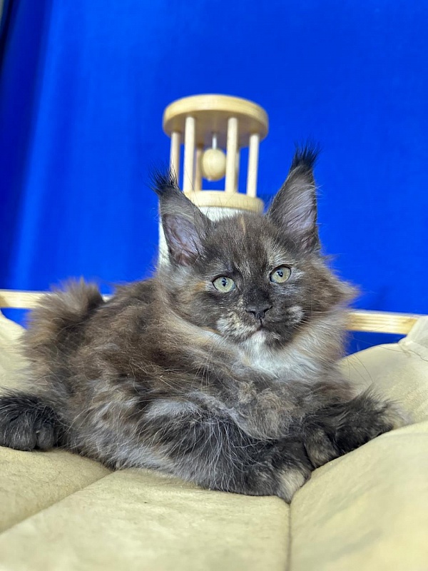 Honora  Akbars (polydactyl) 66/65 - Kitten maine-coon 1 month 4 weeks