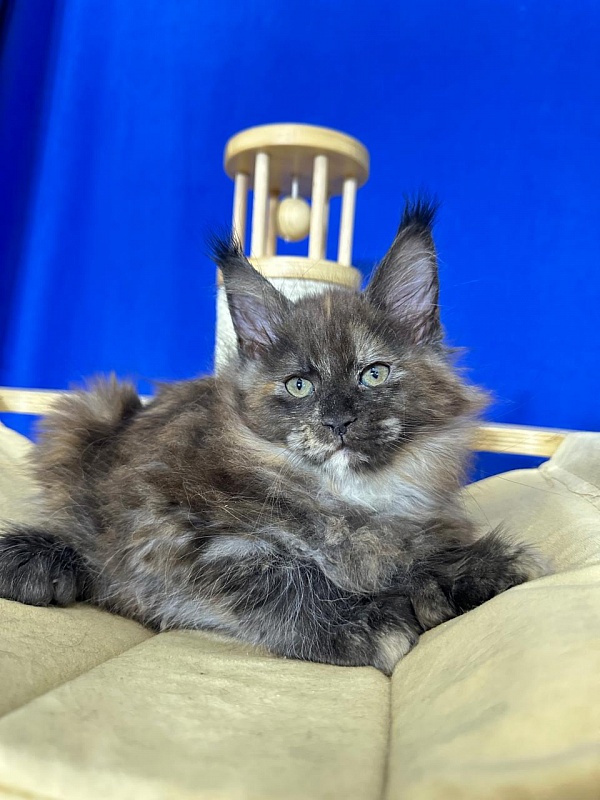 Honora  Akbars (polydactyl) 66/65 - Kitten maine-coon 1 month 4 weeks