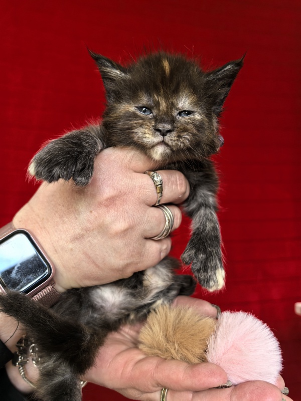 Honora  Akbars (polydactyl) 66/65 - Kitten maine-coon 3.5 weeks