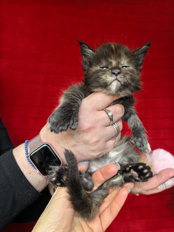 Honora  Akbars (polydactyl) 66/65 - Kitten maine-coon 3.5 weeks