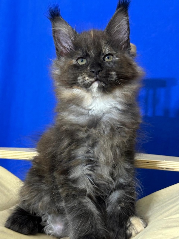 Honora  Akbars (polydactyl) 66/65 - Kitten maine-coon 1 month 4 weeks