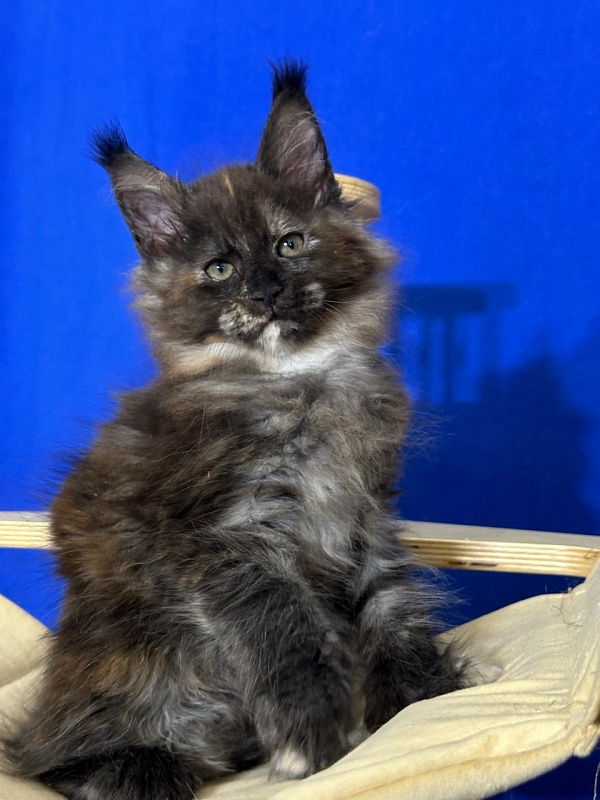 Honora  Akbars (polydactyl) 66/65 - Kitten maine-coon 1 month 4 weeks