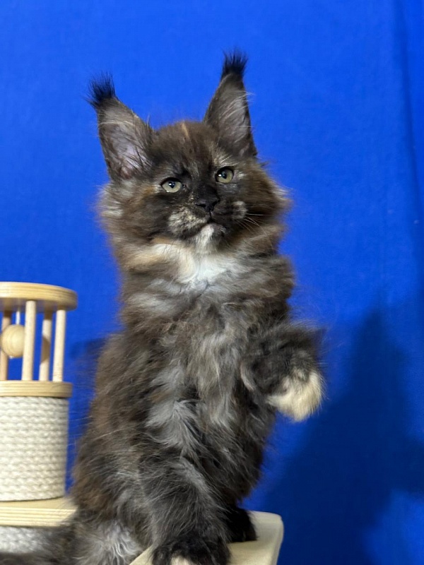 Honora  Akbars (polydactyl) 66/65 - Kitten maine-coon 1 month 4 weeks