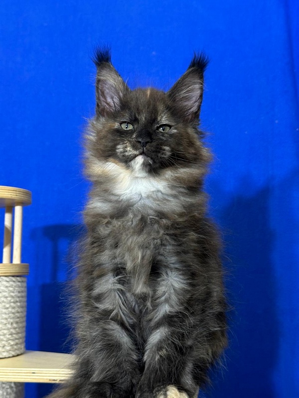 Honora  Akbars (polydactyl) 66/65 - Kitten maine-coon 1 month 4 weeks
