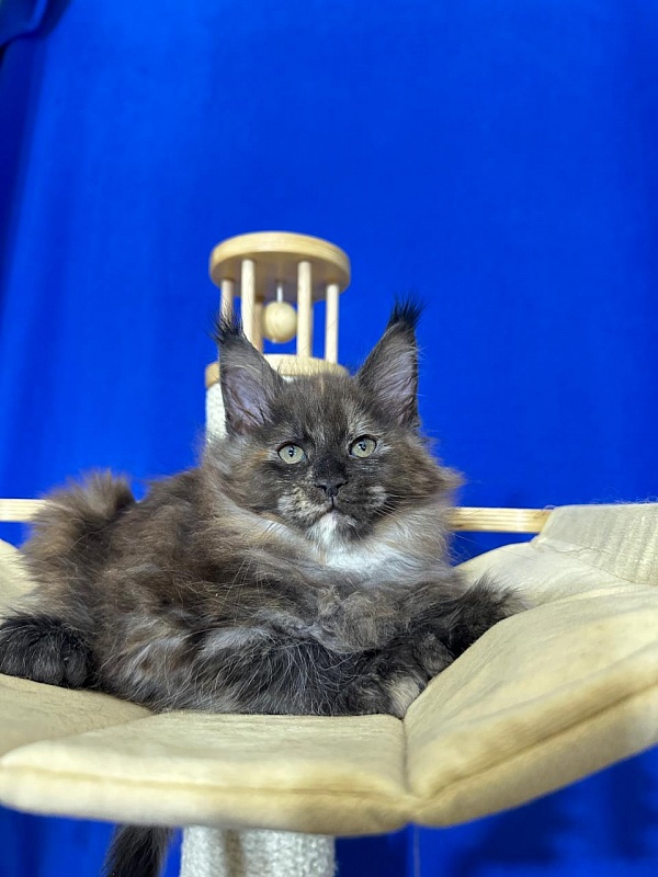 Honora  Akbars (polydactyl) 66/65 - Kitten maine-coon 1 month 4 weeks