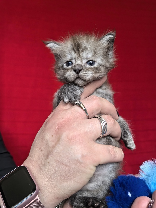 Ignat Rex Akbars (polydactyl) 66/66 - Kitten maine-coon 3.5 weeks