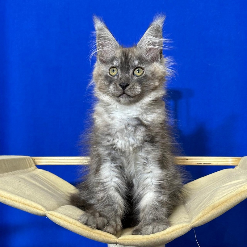 Ignat Rex Akbars (polydactyl) 66/66 - Kitten maine-coon 2 months 3 weeks