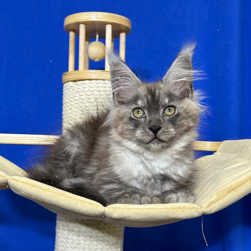 Ignat Rex Akbars (polydactyl) 66/66 - Kitten maine-coon 2 months 3 weeks