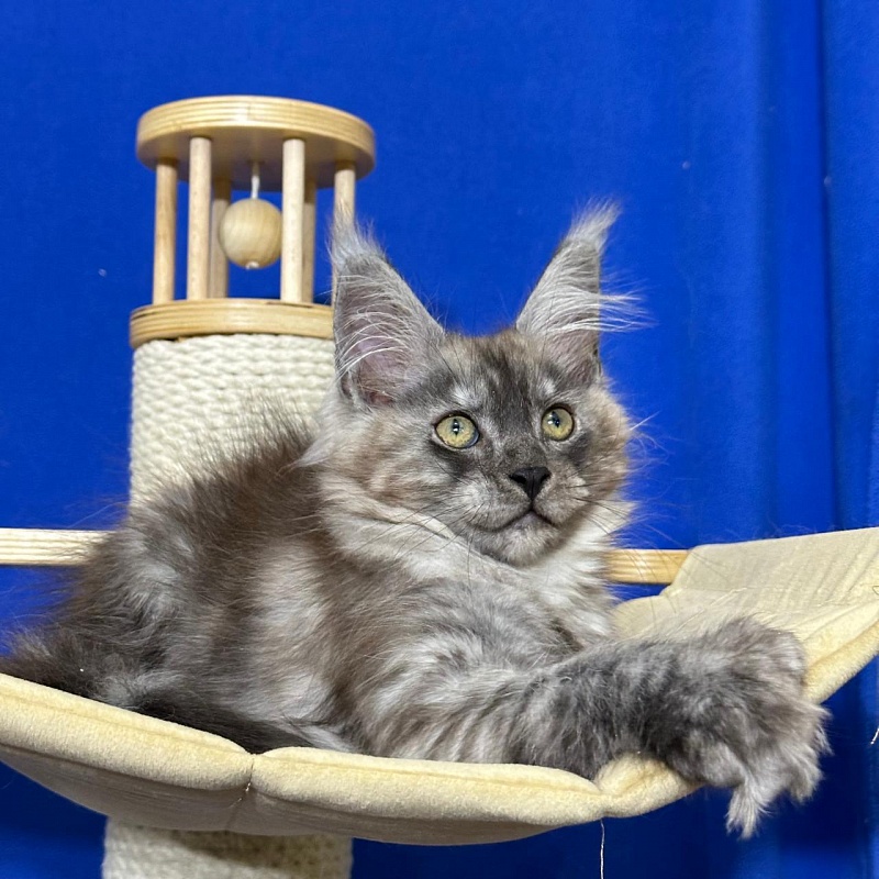 Ignat Rex Akbars (polydactyl) 66/66 - Kitten maine-coon 2 months 3 weeks