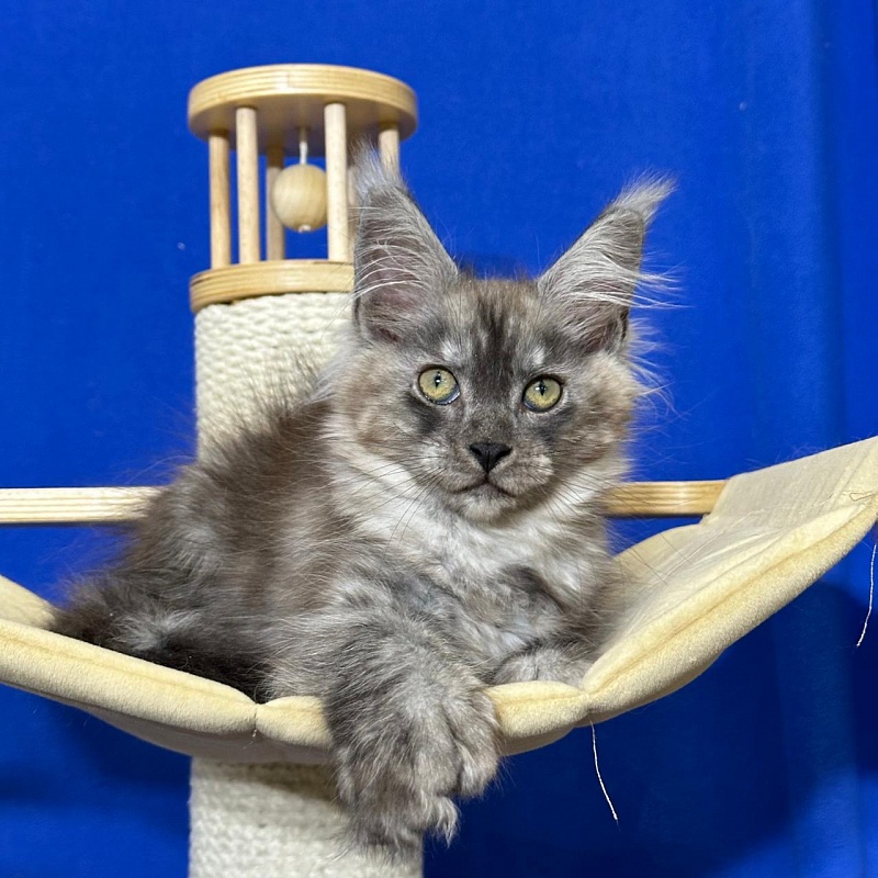 Ignat Rex Akbars (polydactyl) 66/66 - Kitten maine-coon 2 months 3 weeks