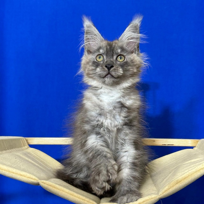 Ignat Rex Akbars (polydactyl) 66/66 - Kitten maine-coon 2 months 3 weeks