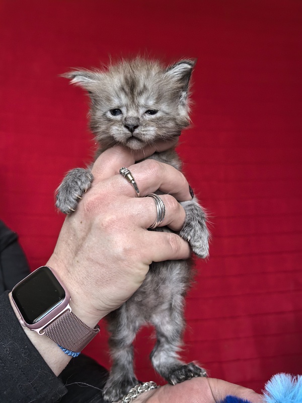 Ignat Rex Akbars (polydactyl) 66/66 - Kitten maine-coon 3.5 weeks