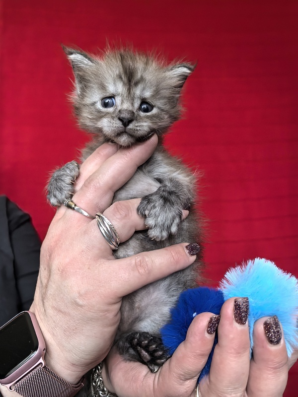 Ignat Rex Akbars (polydactyl) 66/66 - Kitten maine-coon 3.5 weeks