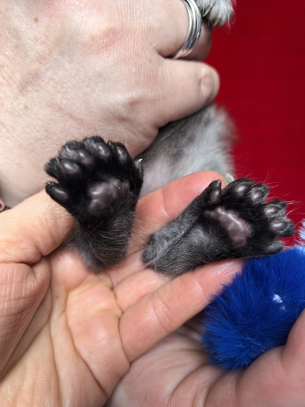 Ignat Rex Akbars (polydactyl) 66/66 - Kitten maine-coon 3.5 weeks