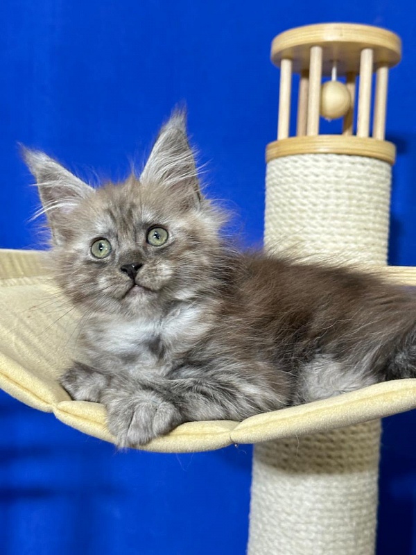Ignat Rex Akbars (polydactyl) 66/66 - Kitten maine-coon 2 months