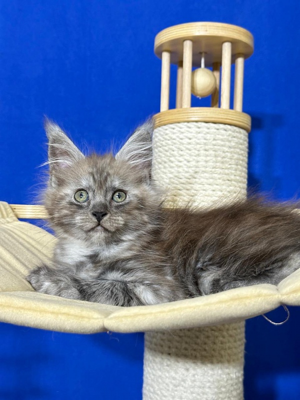 Ignat Rex Akbars (polydactyl) 66/66 - Kitten maine-coon 2 months