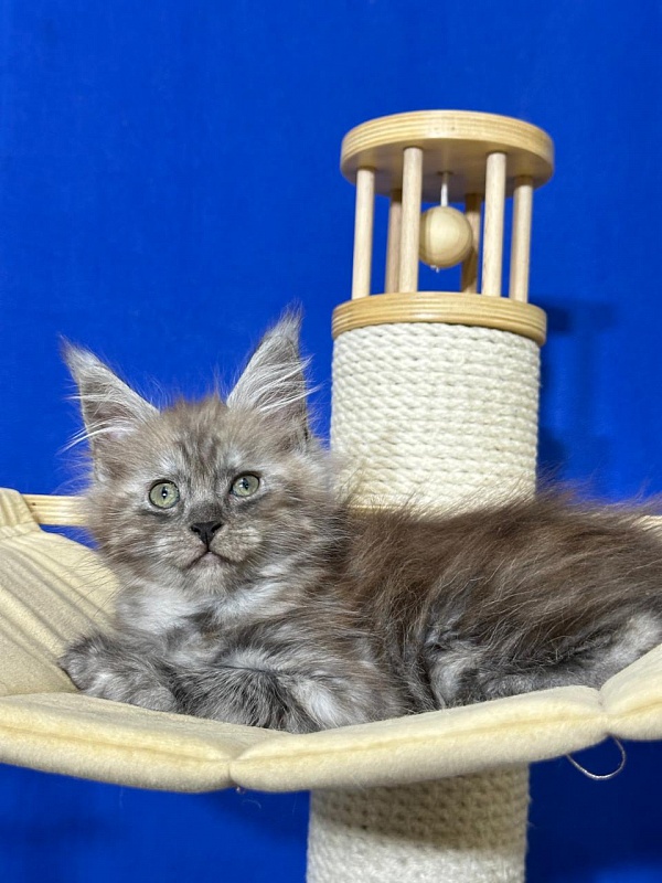 Ignat Rex Akbars (polydactyl) 66/66 - Kitten maine-coon 2 months
