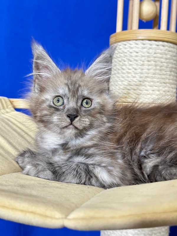 Ignat Rex Akbars (polydactyl) 66/66 - Kitten maine-coon 2 months