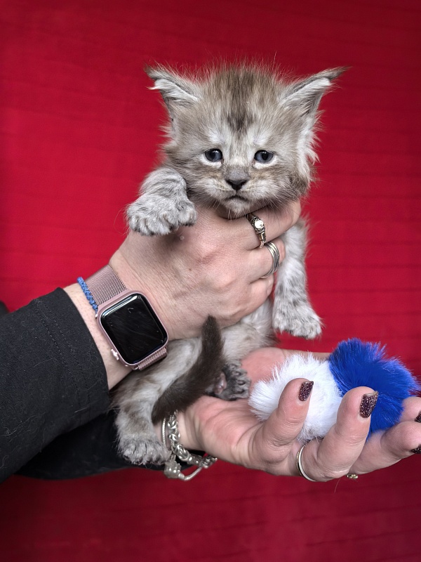 Indigo Rex Akbars (polydactyl) 56/66 - Kitten maine-coon 3.5 weeks