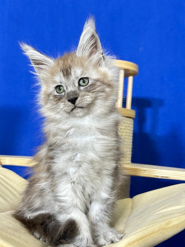 Indigo Rex Akbars (polydactyl) 56/66 - Kitten maine-coon 2 months