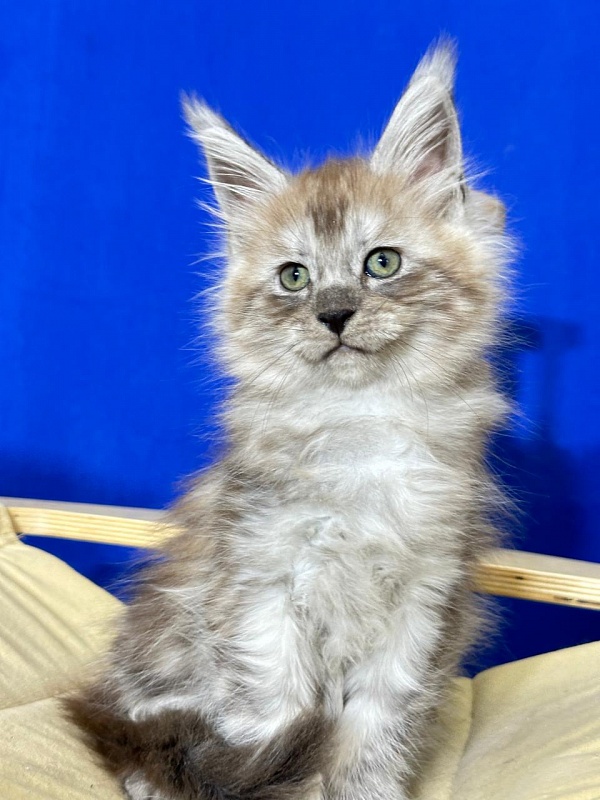 Indigo Rex Akbars (polydactyl) 56/66 - Kitten maine-coon 2 months