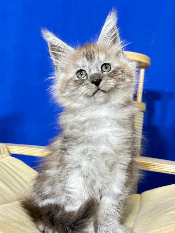 Indigo Rex Akbars (polydactyl) 56/66 - Kitten maine-coon 2 months