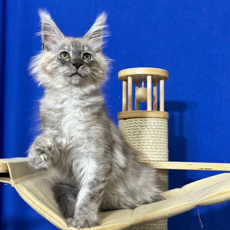 Indigo Rex Akbars (polydactyl) 56/66 - Kitten maine-coon 2 months 3 weeks