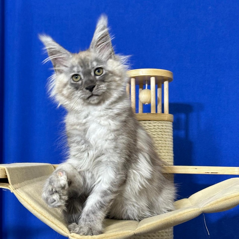 Indigo Rex Akbars (polydactyl) 56/66 - Kitten maine-coon 2 months 3 weeks