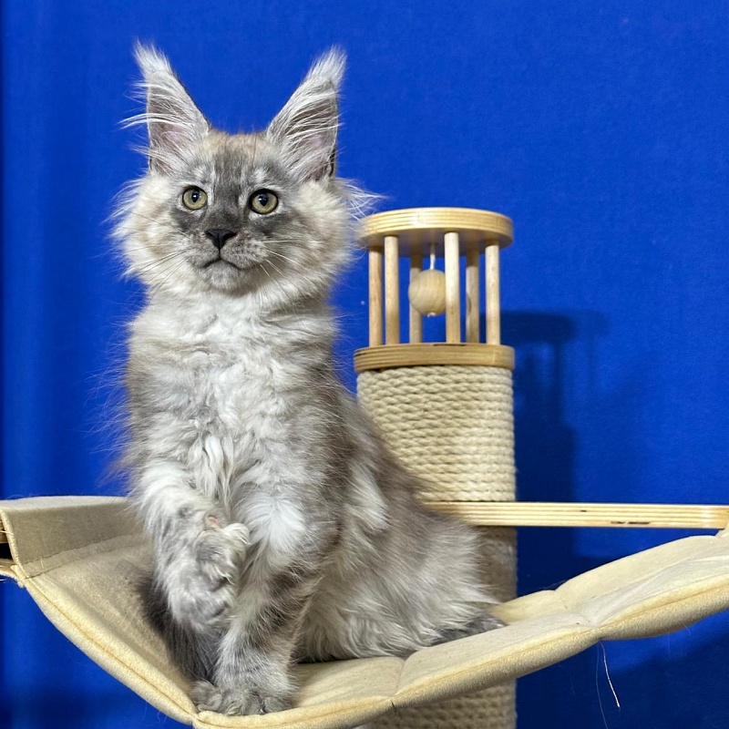 Indigo Rex Akbars (polydactyl) 56/66 - Kitten maine-coon 2 months 3 weeks