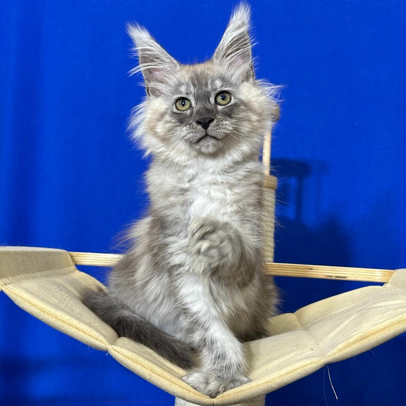 Indigo Rex Akbars (polydactyl) 56/66 - Kitten maine-coon 2 months 3 weeks