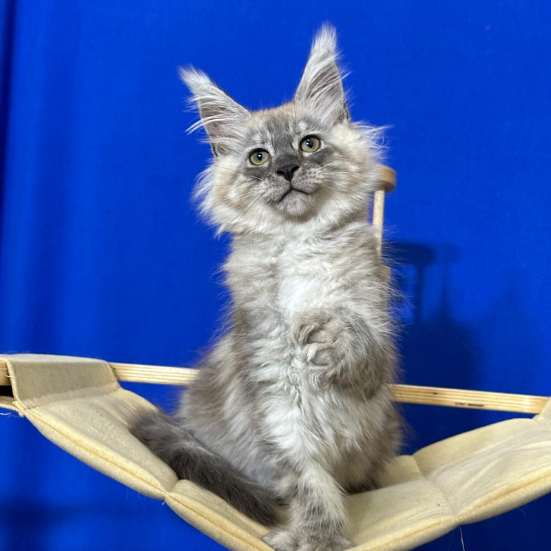 Indigo Rex Akbars (polydactyl) 56/66 - Kitten maine-coon 2 months 3 weeks