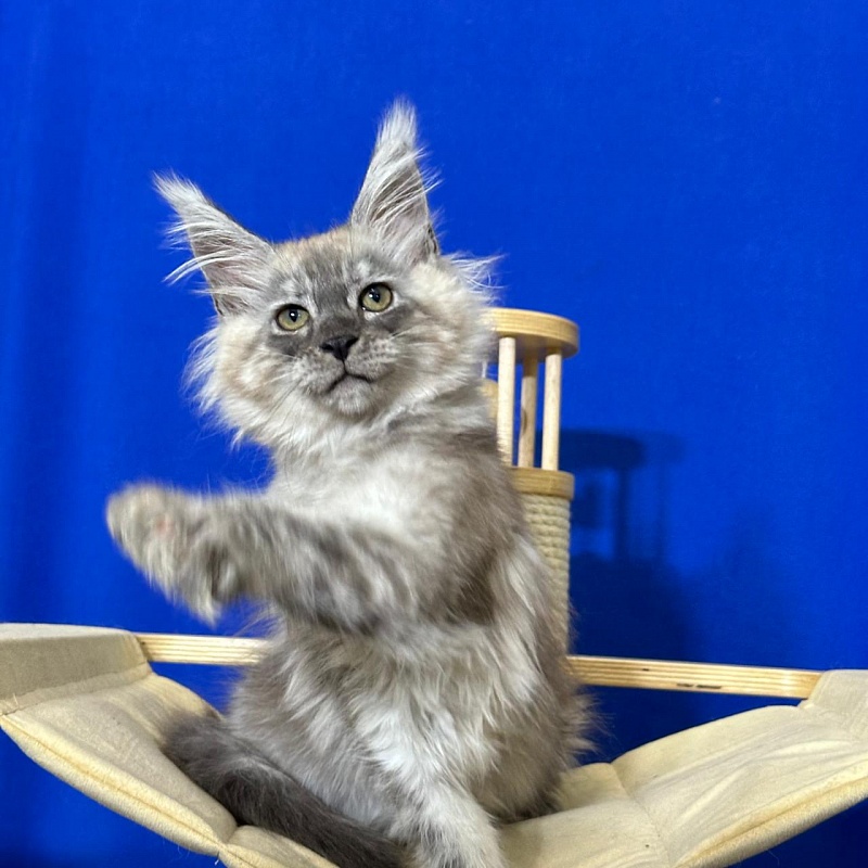 Indigo Rex Akbars (polydactyl) 56/66 - Kitten maine-coon 2 months 3 weeks