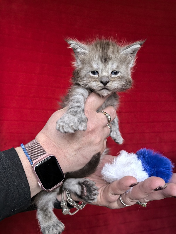 Indigo Rex Akbars (polydactyl) 56/66 - Kitten maine-coon 3.5 weeks