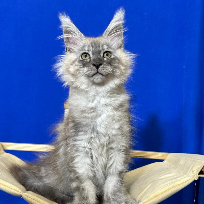 Indigo Rex Akbars (polydactyl) 56/66 - Kitten maine-coon 2 months 3 weeks