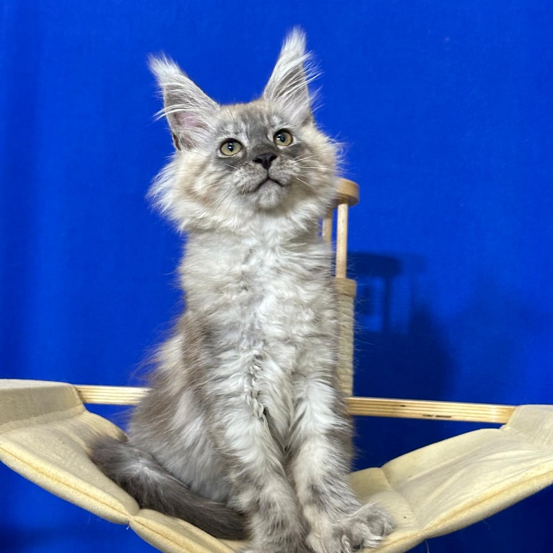 Indigo Rex Akbars (polydactyl) 56/66 - Kitten maine-coon 2 months 3 weeks