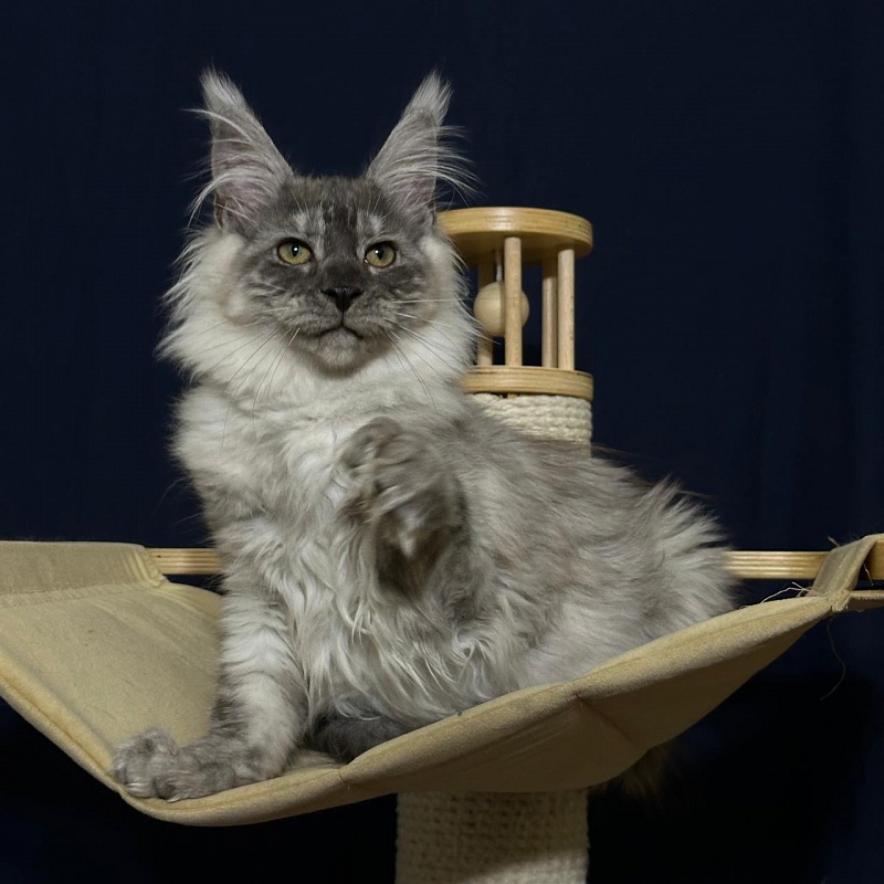 Indigo Rex Akbars (polydactyl) 56/66 - Kitten maine-coon 3 months 3 weeks