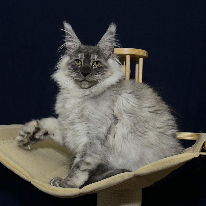 Indigo Rex Akbars (polydactyl) 56/66 - Kitten maine-coon 3 months 3 weeks