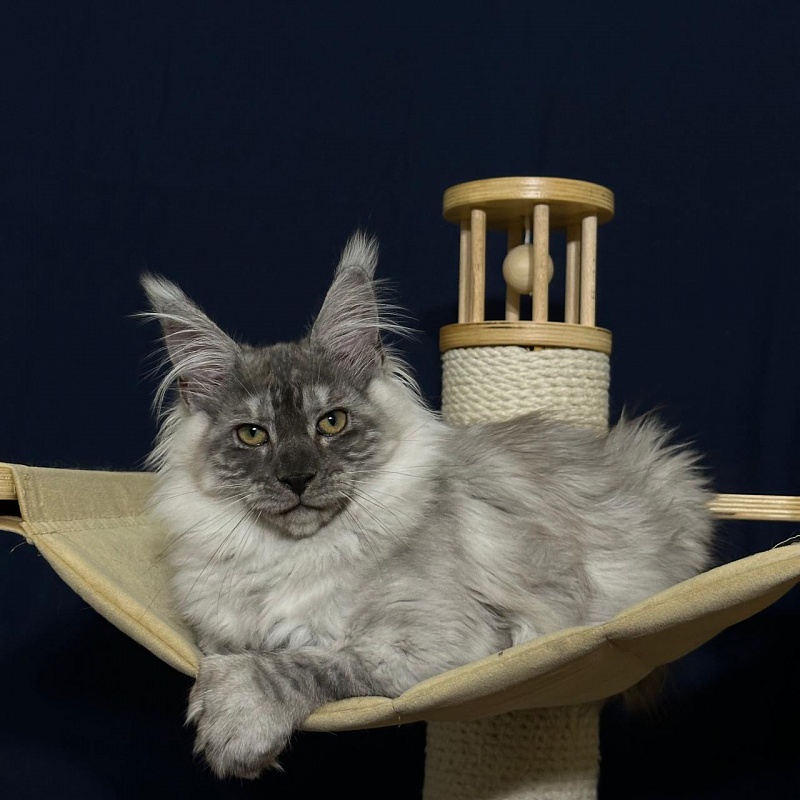 Indigo Rex Akbars (polydactyl) 56/66 - Kitten maine-coon 3 months 3 weeks