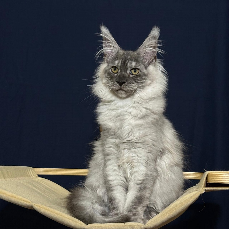 Indigo Rex Akbars (polydactyl) 56/66 - Kitten maine-coon 3 months 3 weeks