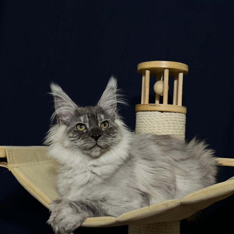 Indigo Rex Akbars (polydactyl) 56/66 - Kitten maine-coon 3 months 3 weeks